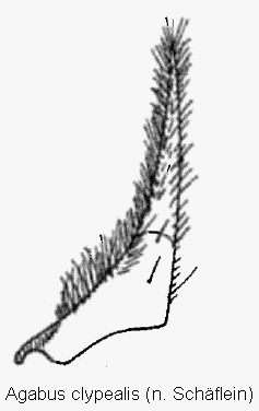 agabus_clypealis_pm.gif