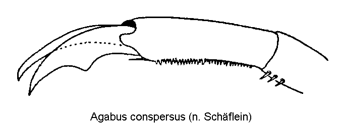 agabus_conspersus_vtr.gif