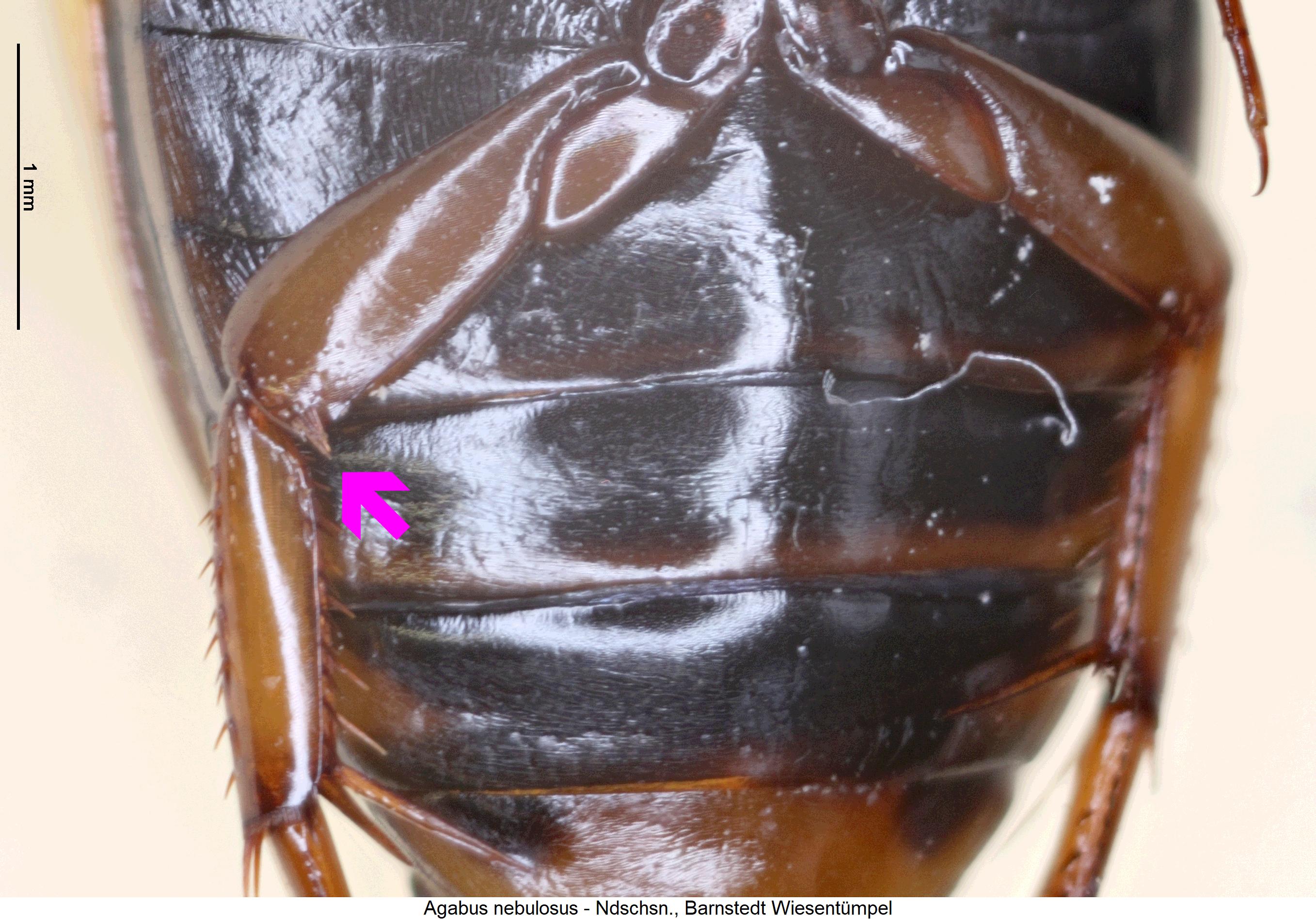 agabus_nebulosus_us.jpg