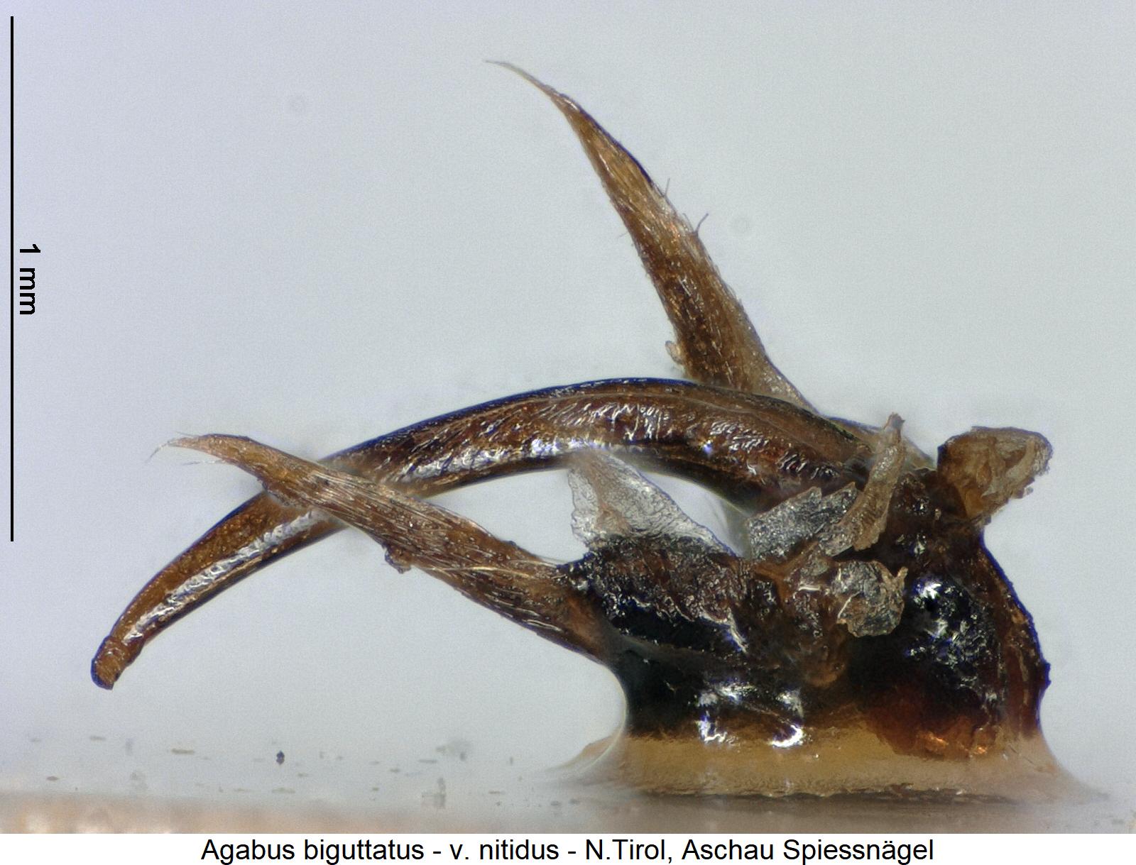 agabus_nitidus.jpg