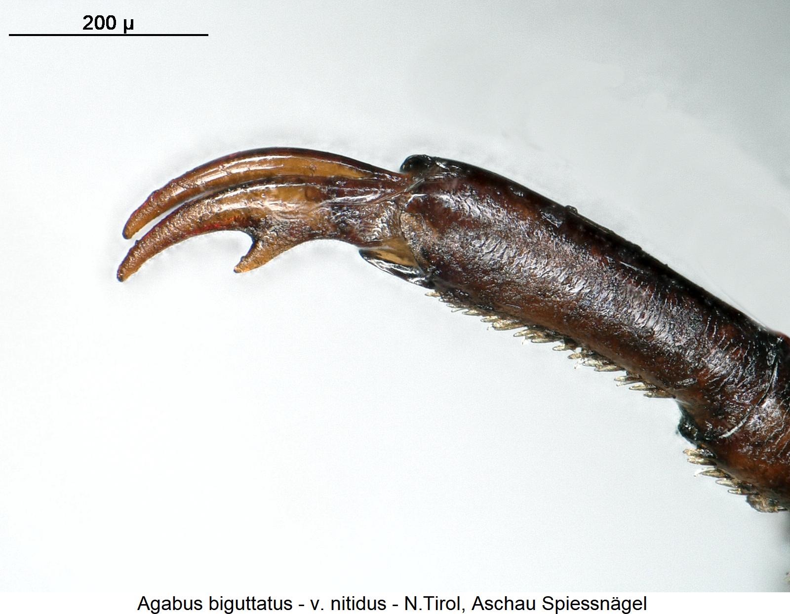 agabus_nitidus_vtr.jpg