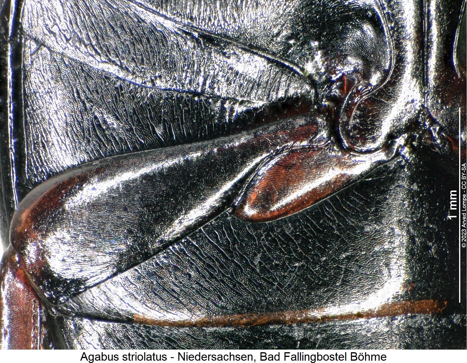 agabus_striolatus_hschl.jpg