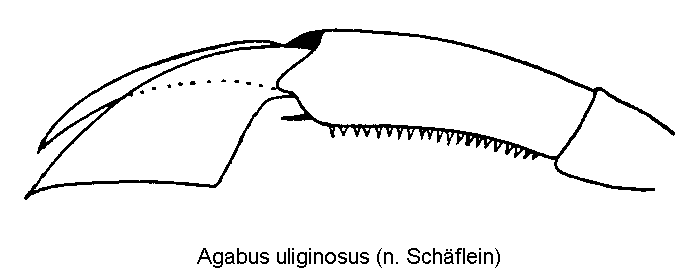 agabus_uliginosus_vtr.gif