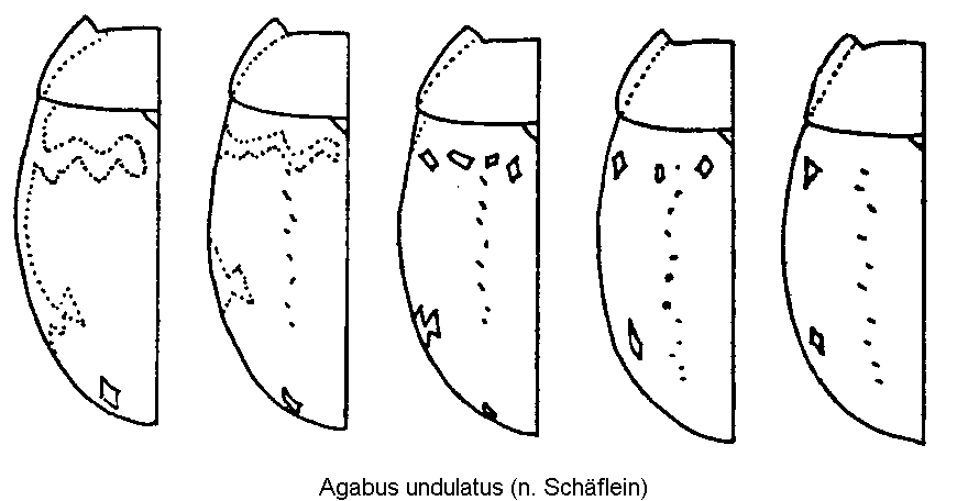 agabus_undulatus_fld.gif