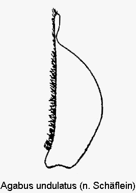 agabus_undulatus_pm.gif