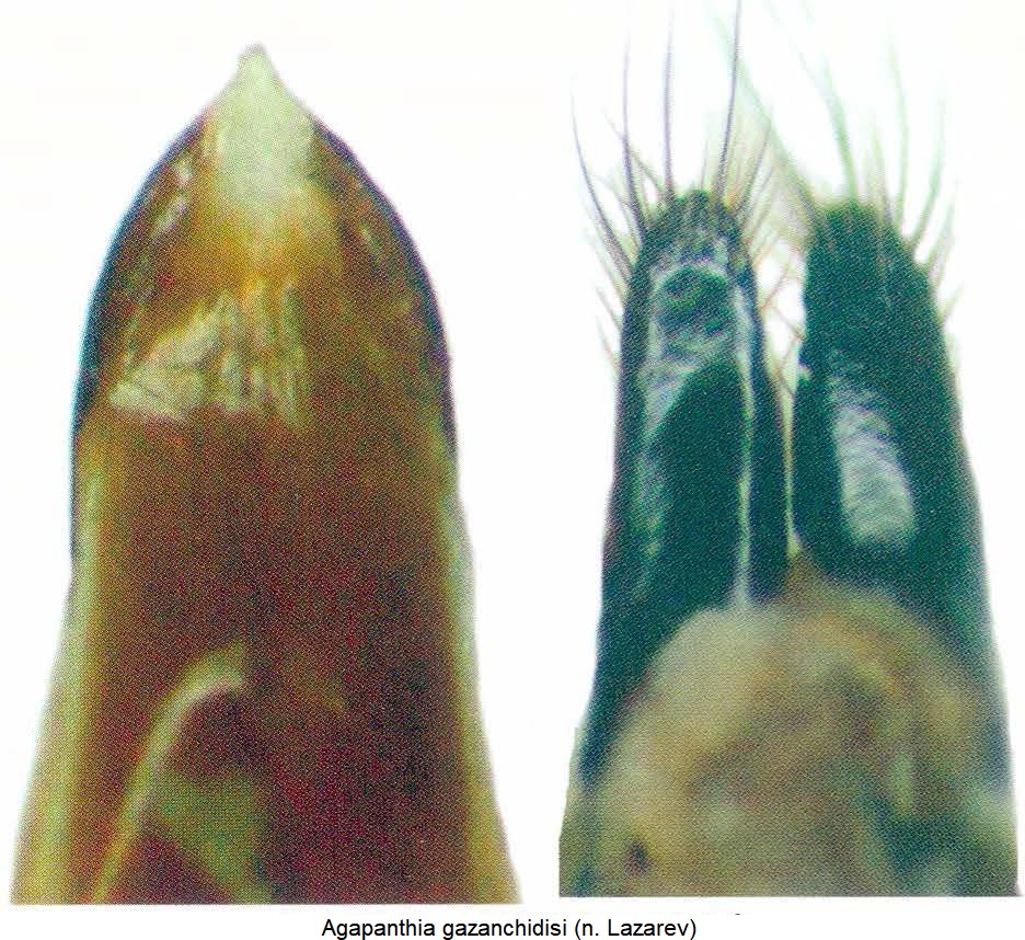 agapanthia_gazanchidisi_hab.jpg