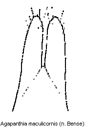 agapanthia_maculicornis_pm.gif