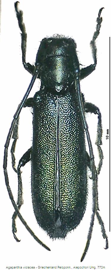 agapanthia_violacea_hab.jpg