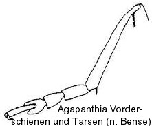 agapanthia_vschn.jpg