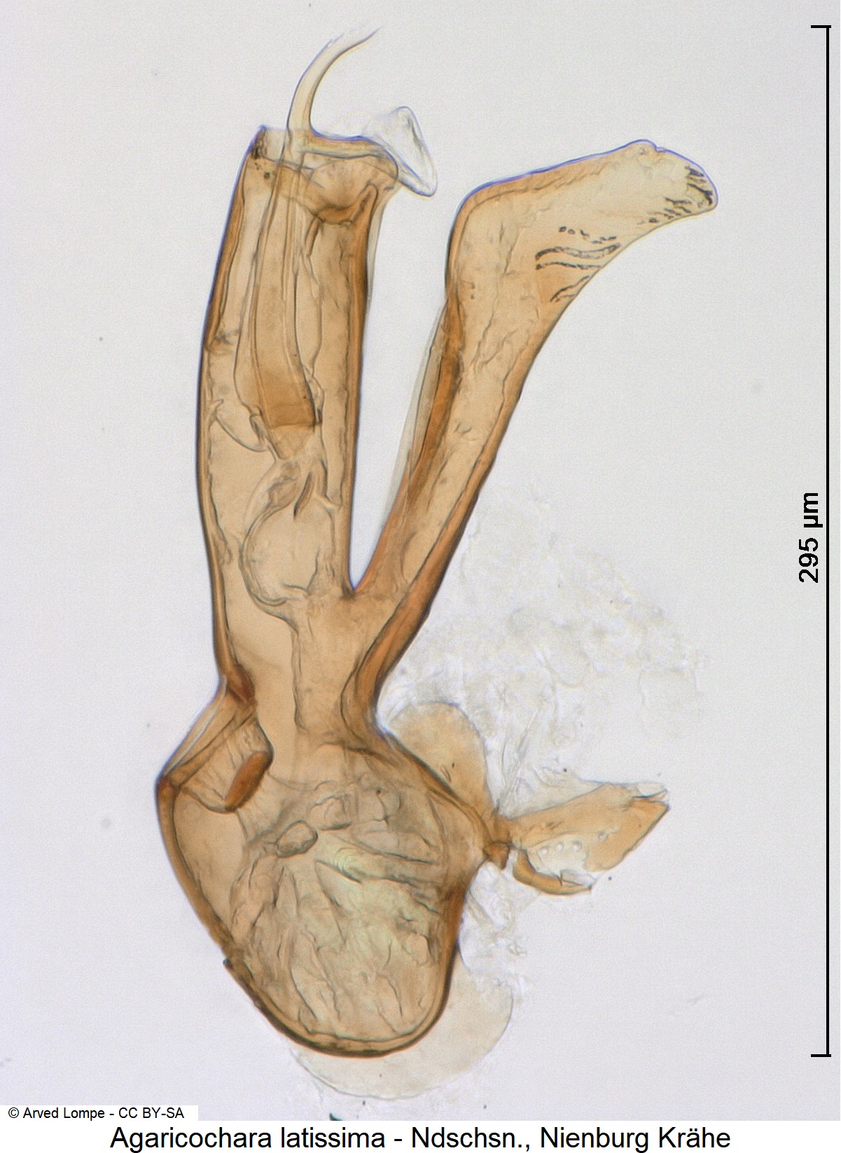 agaricochara_latissima_$21494.jpg