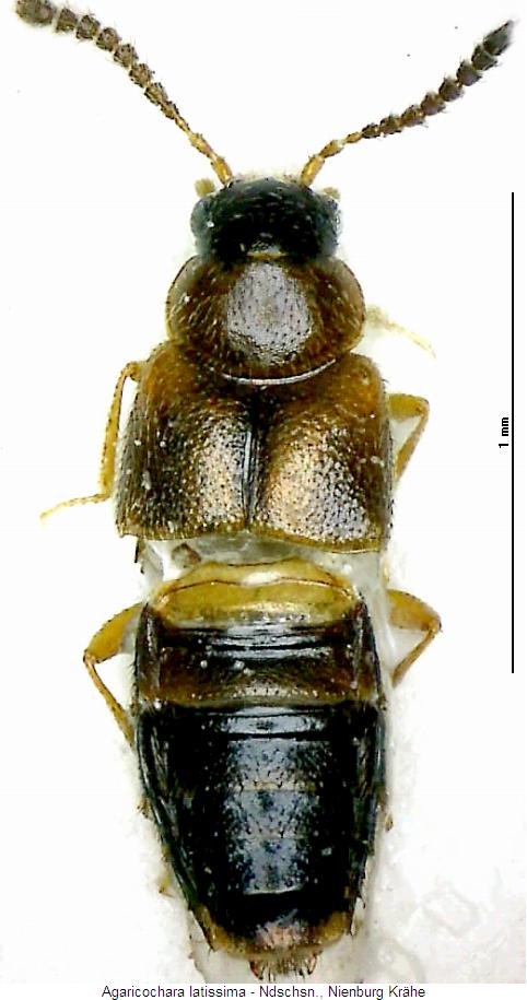 agaricochara_latissima_hab.jpg