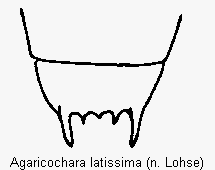 agaricochara_latissima_terg.gif