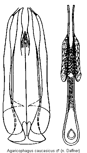 agaricophagus_caucasicus.gif