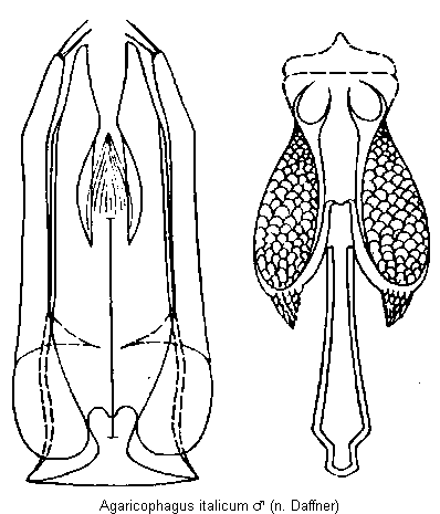 agaricophagus_italicum.gif