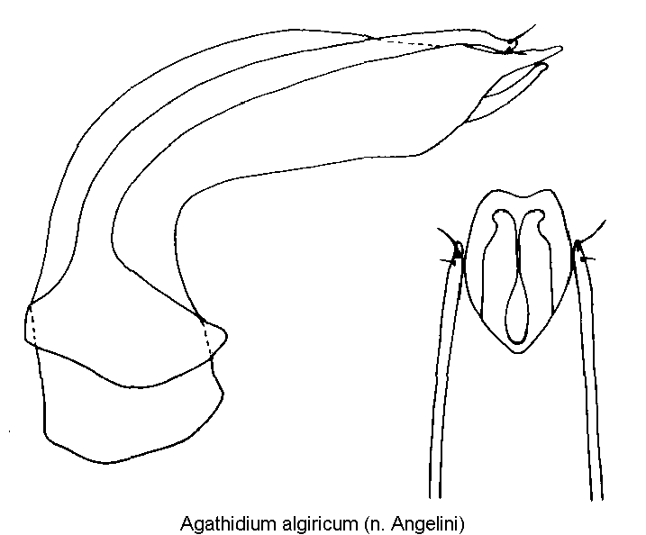 agathidium_algiricum.gif
