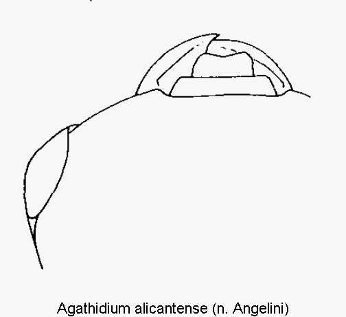agathidium_alicantense_k.gif