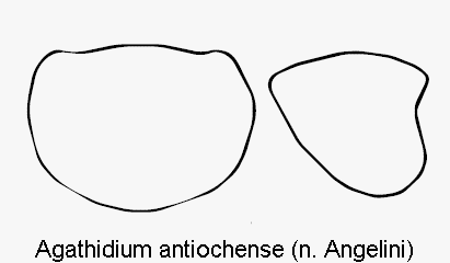 agathidium_antiochense_hsch.gif