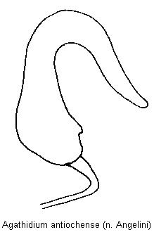 agathidium_antiochense_sperm.gif