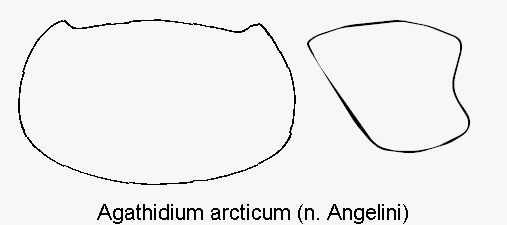 agathidium_arcticum_hsch.gif
