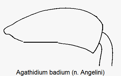 agathidium_badium_hschl.gif