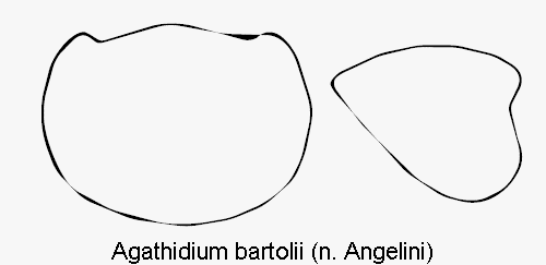 agathidium_bartolii_hsch.gif