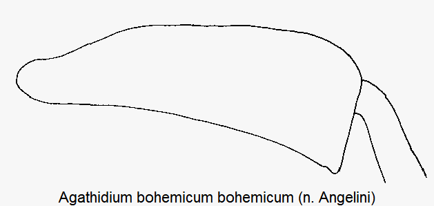 agathidium_bohemicum_hschl.gif