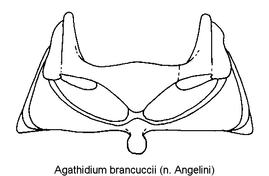 agathidium_brancuccii_mbr.gif