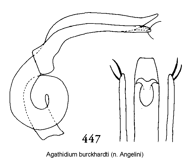 agathidium_burckhardti.gif