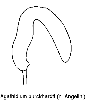 agathidium_burckhardti_sperm.gif
