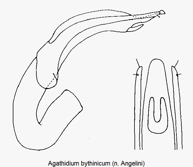agathidium_bythinicum.gif