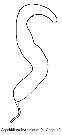 agathidium_bythinicum_sperm.gif