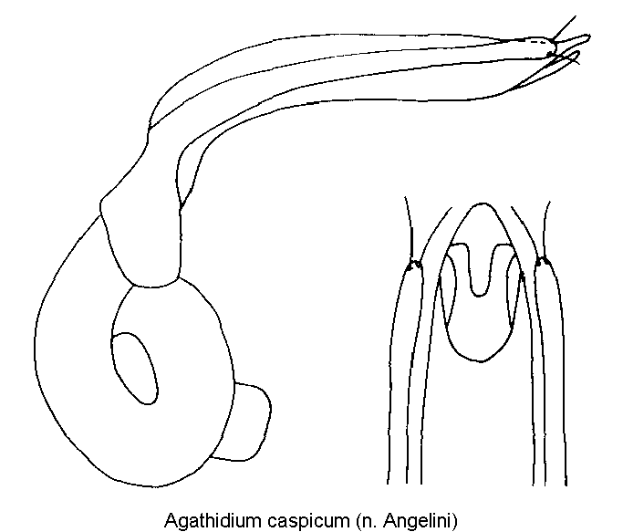 agathidium_caspicum.gif