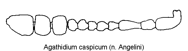 agathidium_caspicum_f.gif