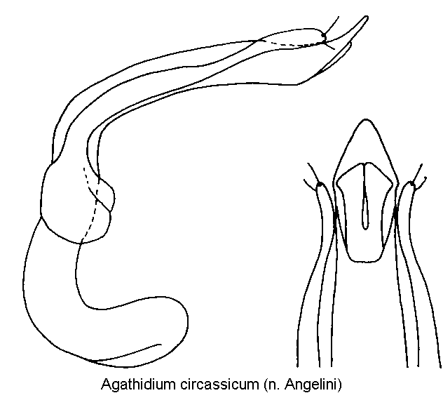 agathidium_circassicum.gif