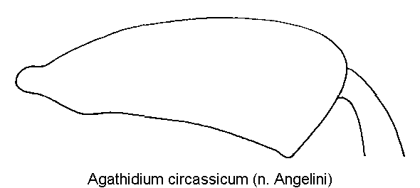 agathidium_circassicum_hschl.gif