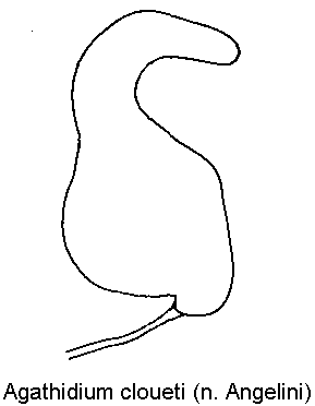 agathidium_cloueti_sperm.gif