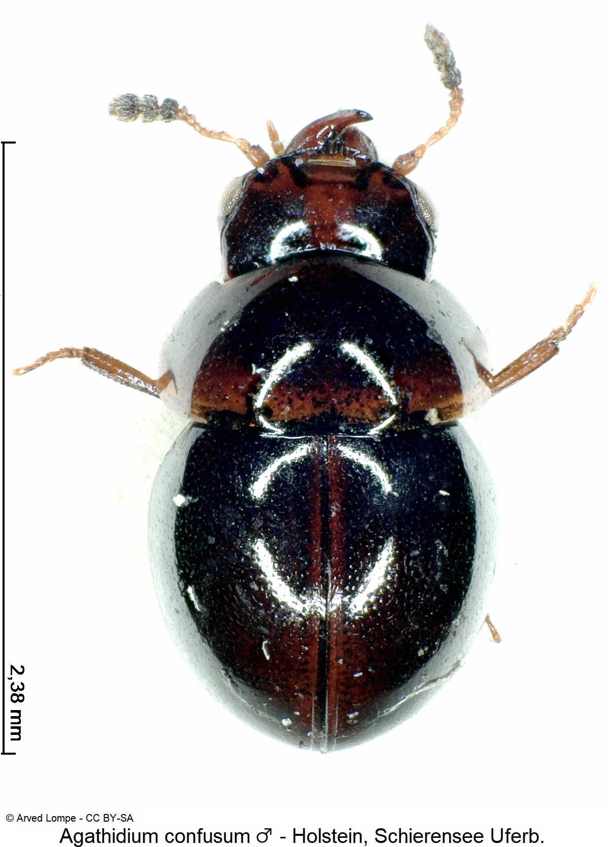 agathidium_confusum_m_ck3865_hab.jpg