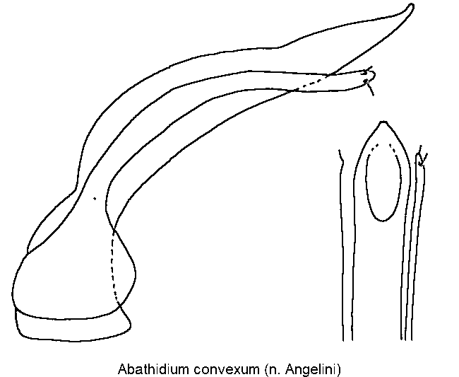 agathidium_convexum.gif