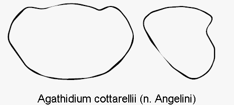 agathidium_cottarellii_hsch.gif