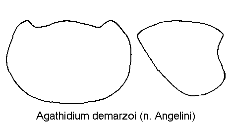 agathidium_demarzoi_hsch.gif