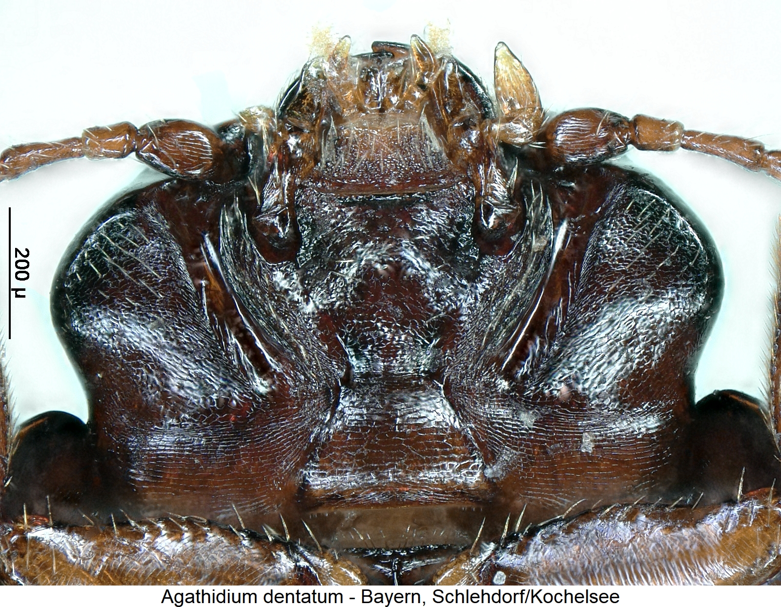 agathidium_dentatum_ment.jpg