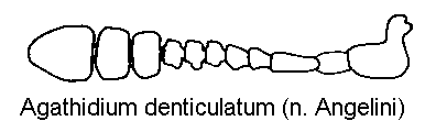 agathidium_denticulatum_f.gif