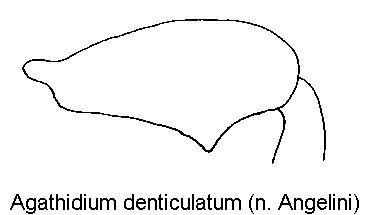 agathidium_denticulatum_hschl.gif