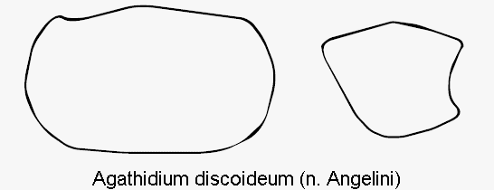 agathidium_discoideum_hsch.gif