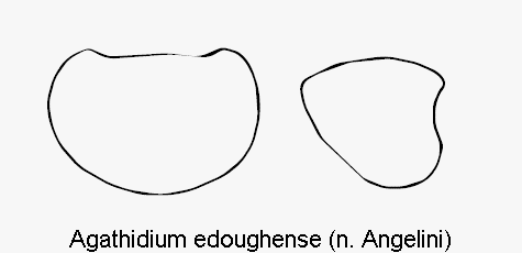 agathidium_edoughense_hsch.gif