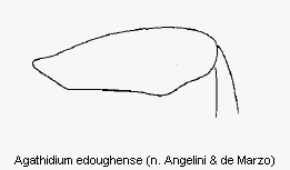 agathidium_edoughense_hschl.gif