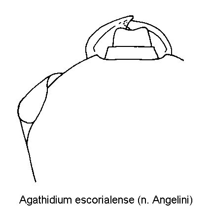 agathidium_escorialense_k.gif