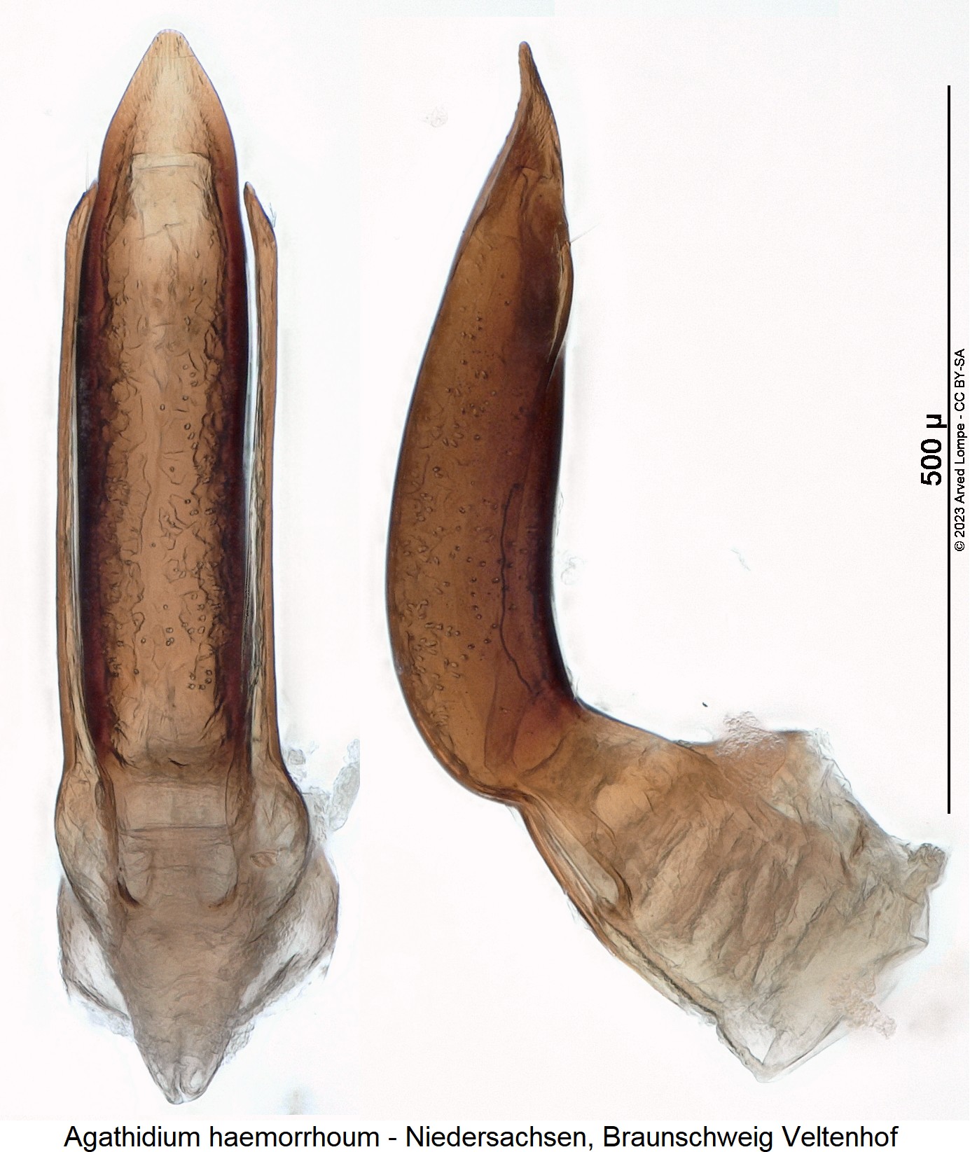 agathidium_haemorrhoum.jpg