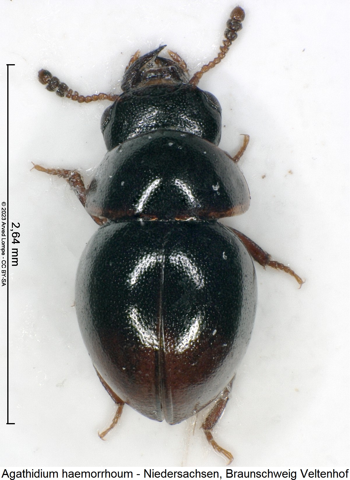 agathidium_haemorrhoum_hab.jpg