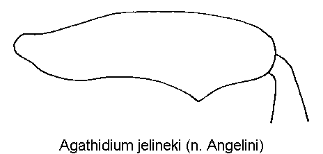 agathidium_jelineki_hschl.gif